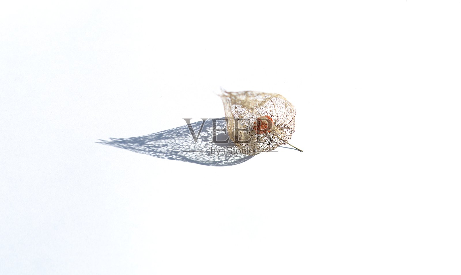 室内植物叫蓝皮草花。照片摄影图片