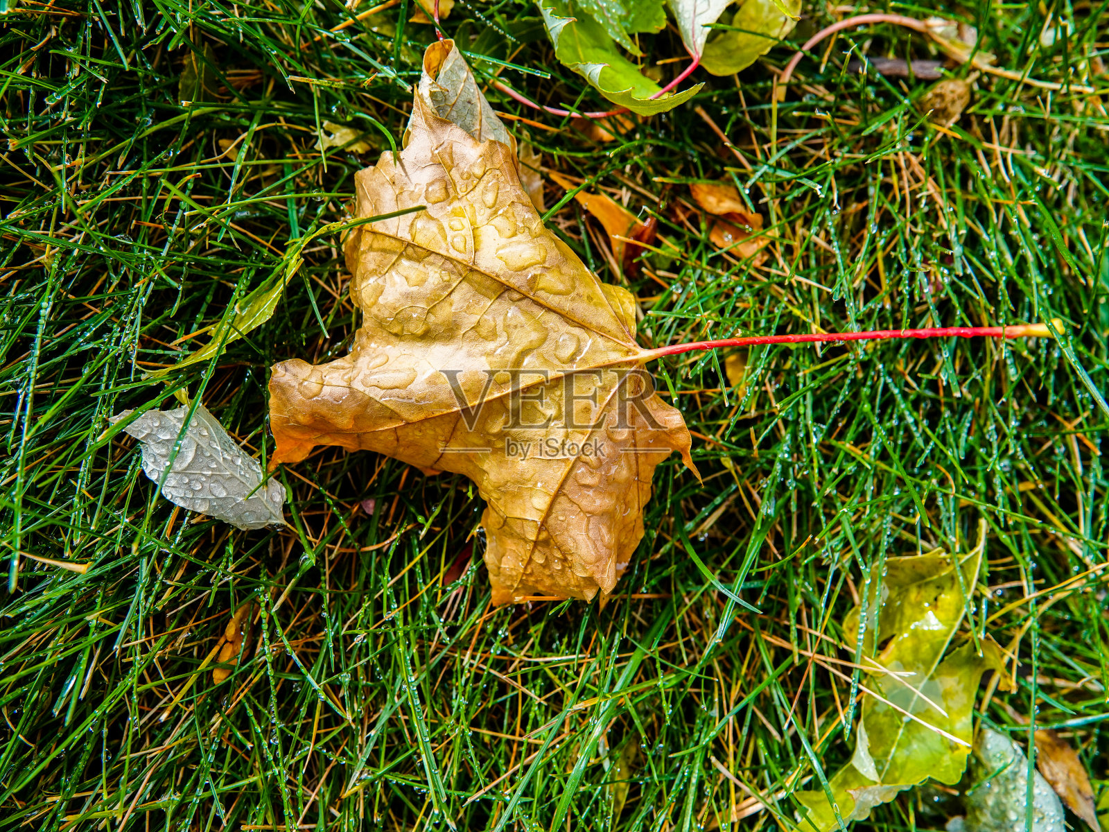 秋天的落叶照片摄影图片