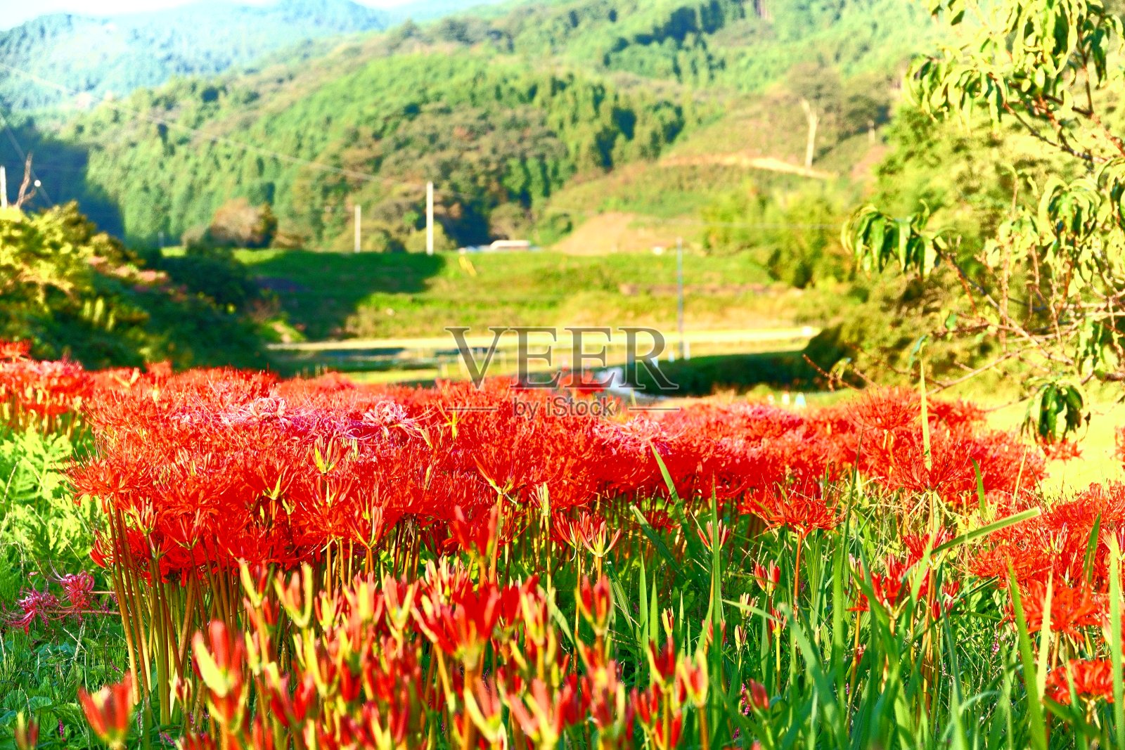黄昏的红蜘蛛百合照片摄影图片