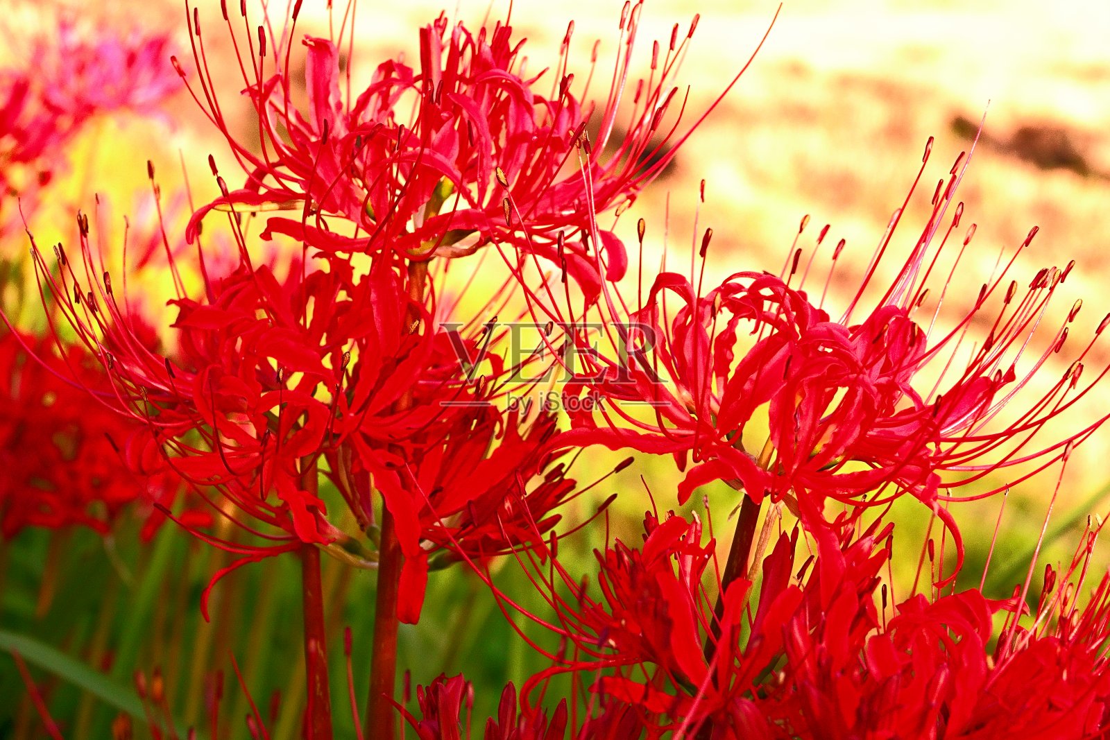 黄昏的红蜘蛛百合照片摄影图片