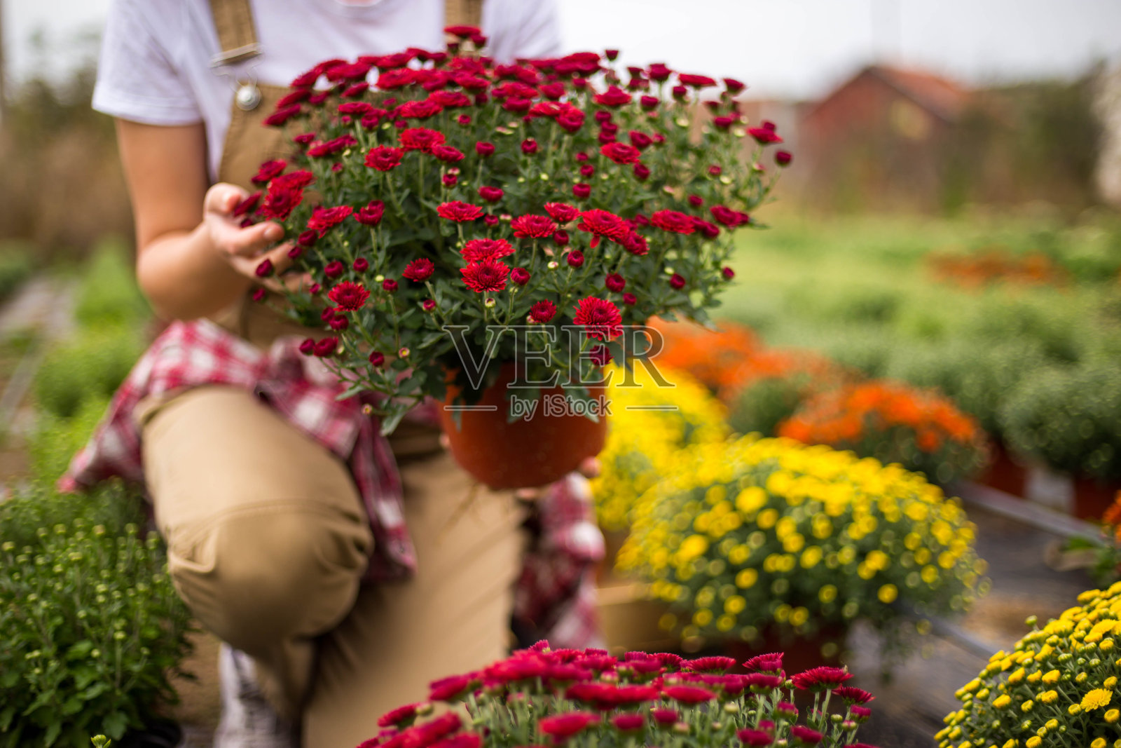 菊花在秋天开放照片摄影图片
