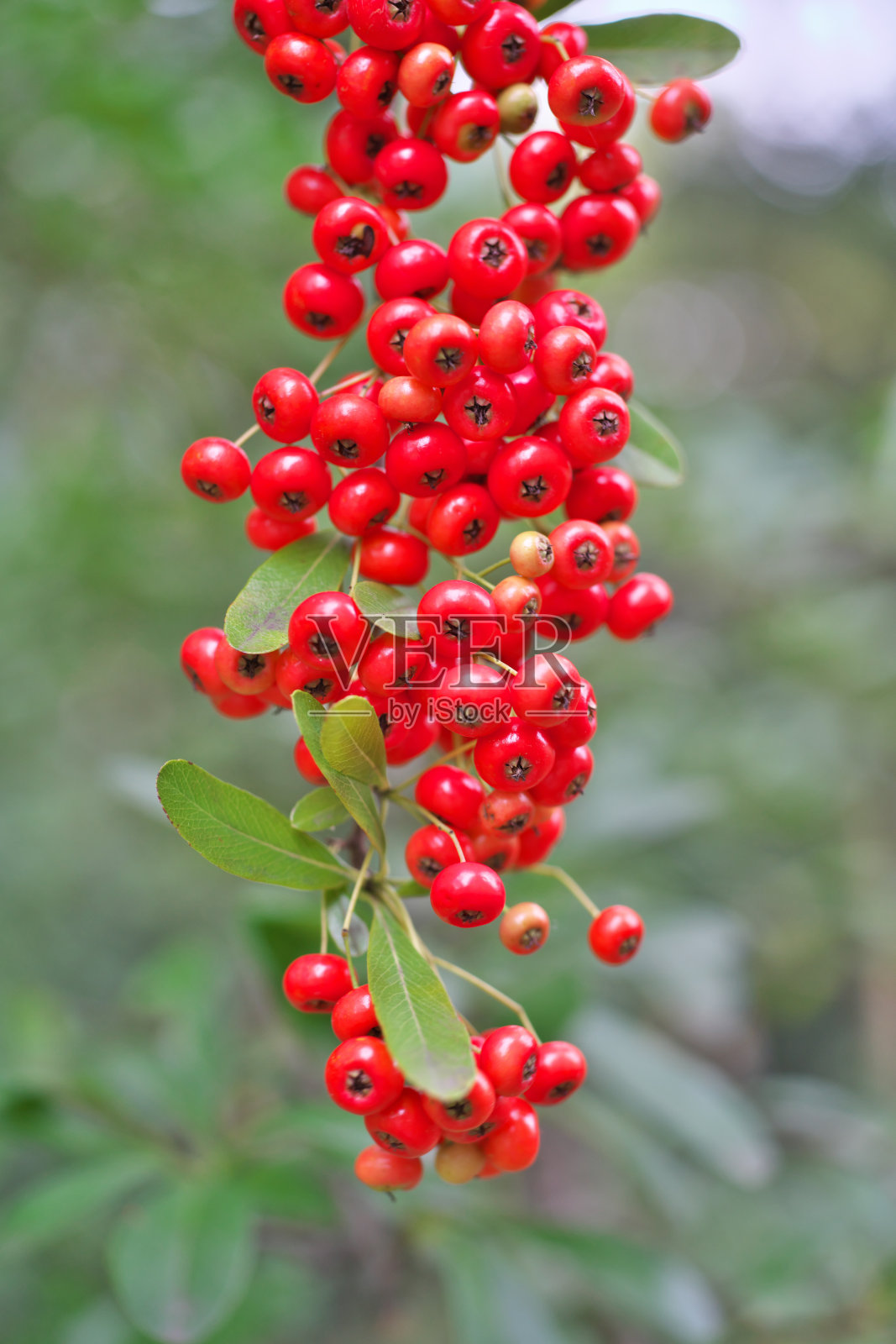 火棘照片摄影图片