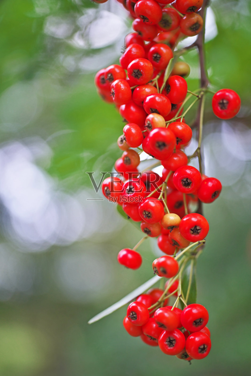 火棘照片摄影图片