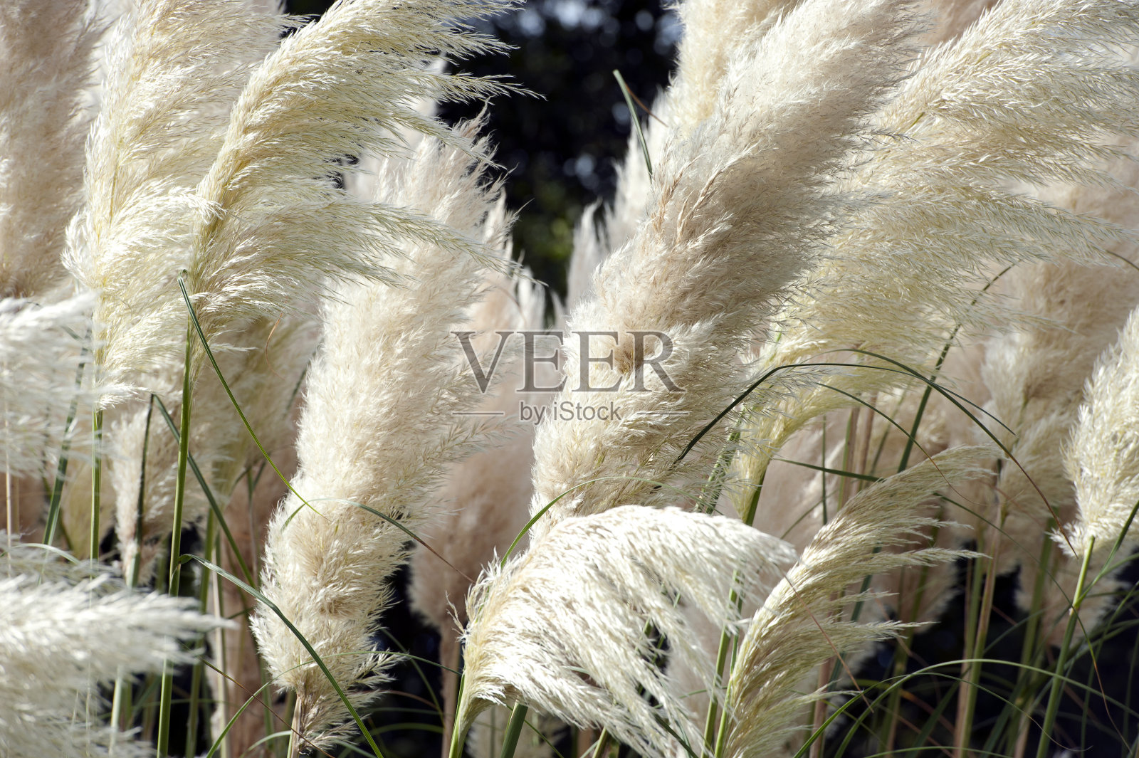 潘帕斯草随风飘舞照片摄影图片