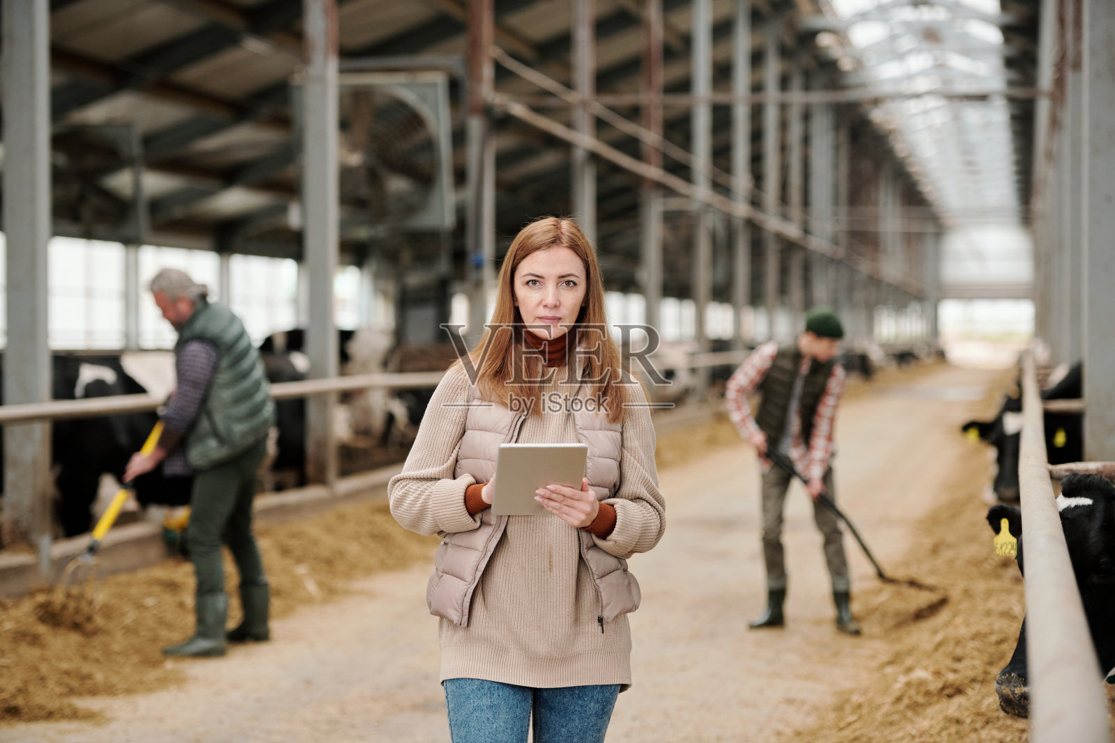 认真分析畜牧业生产的女农民照片摄影图片