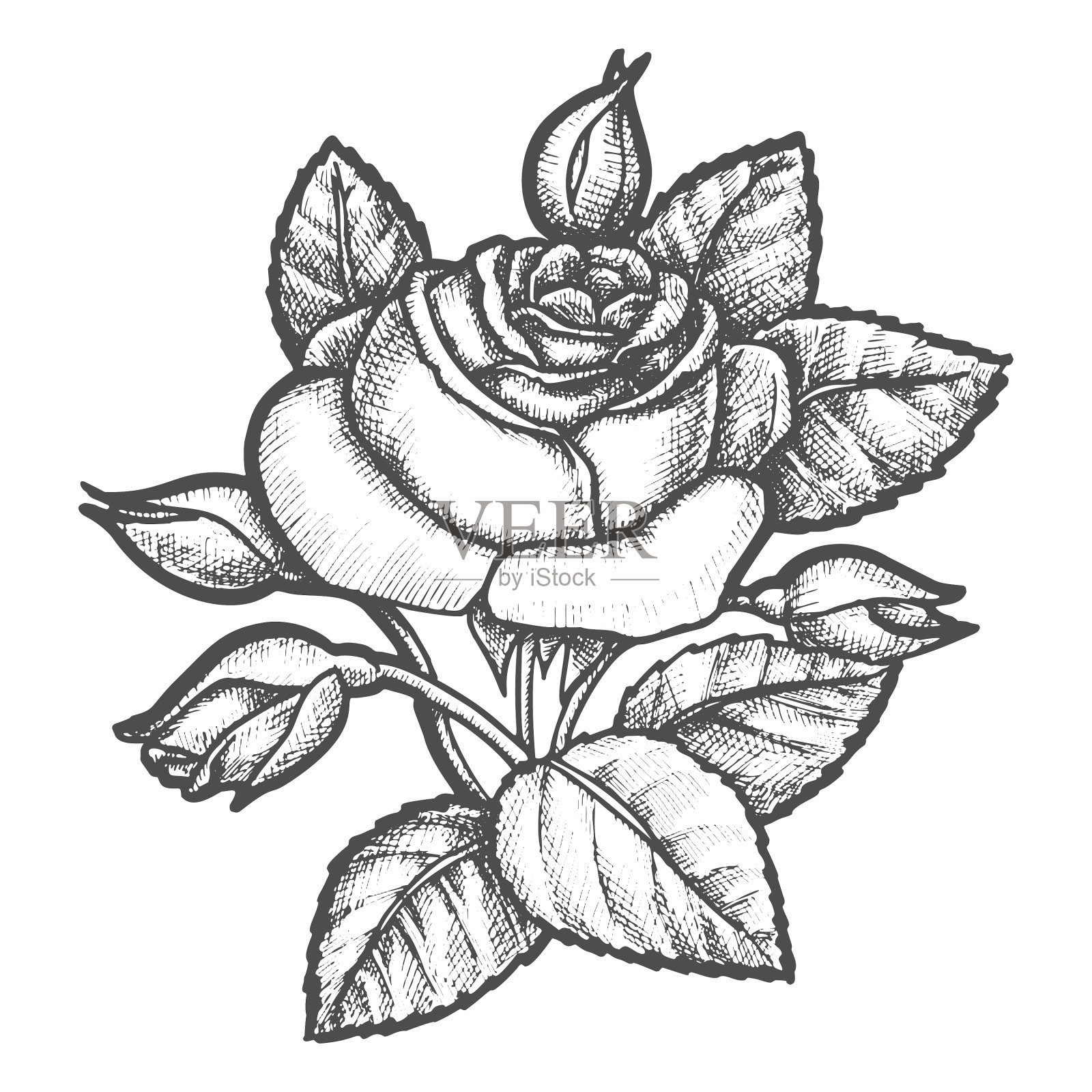 玫瑰花在复古素描风格设计元素图片