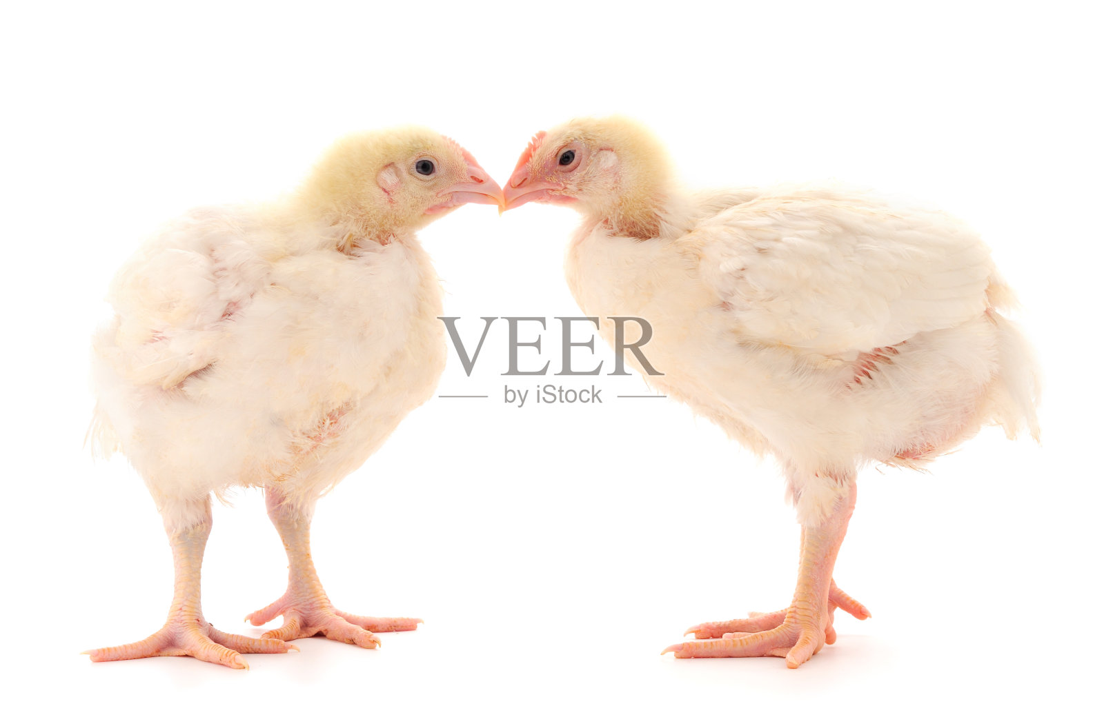 两只鸡或雏鸡。照片摄影图片