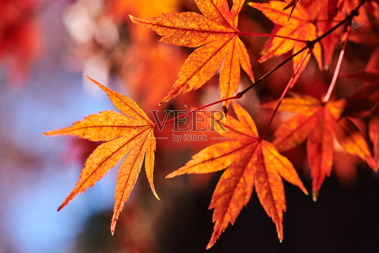 东京的秋色照片摄影图片