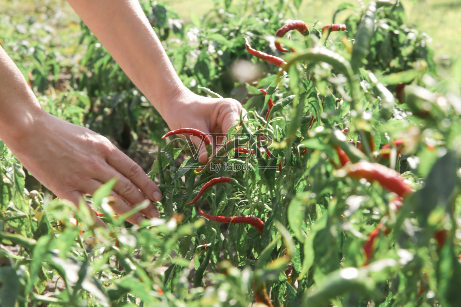 在有机蔬菜园里收获辣椒的妇女照片摄影图片