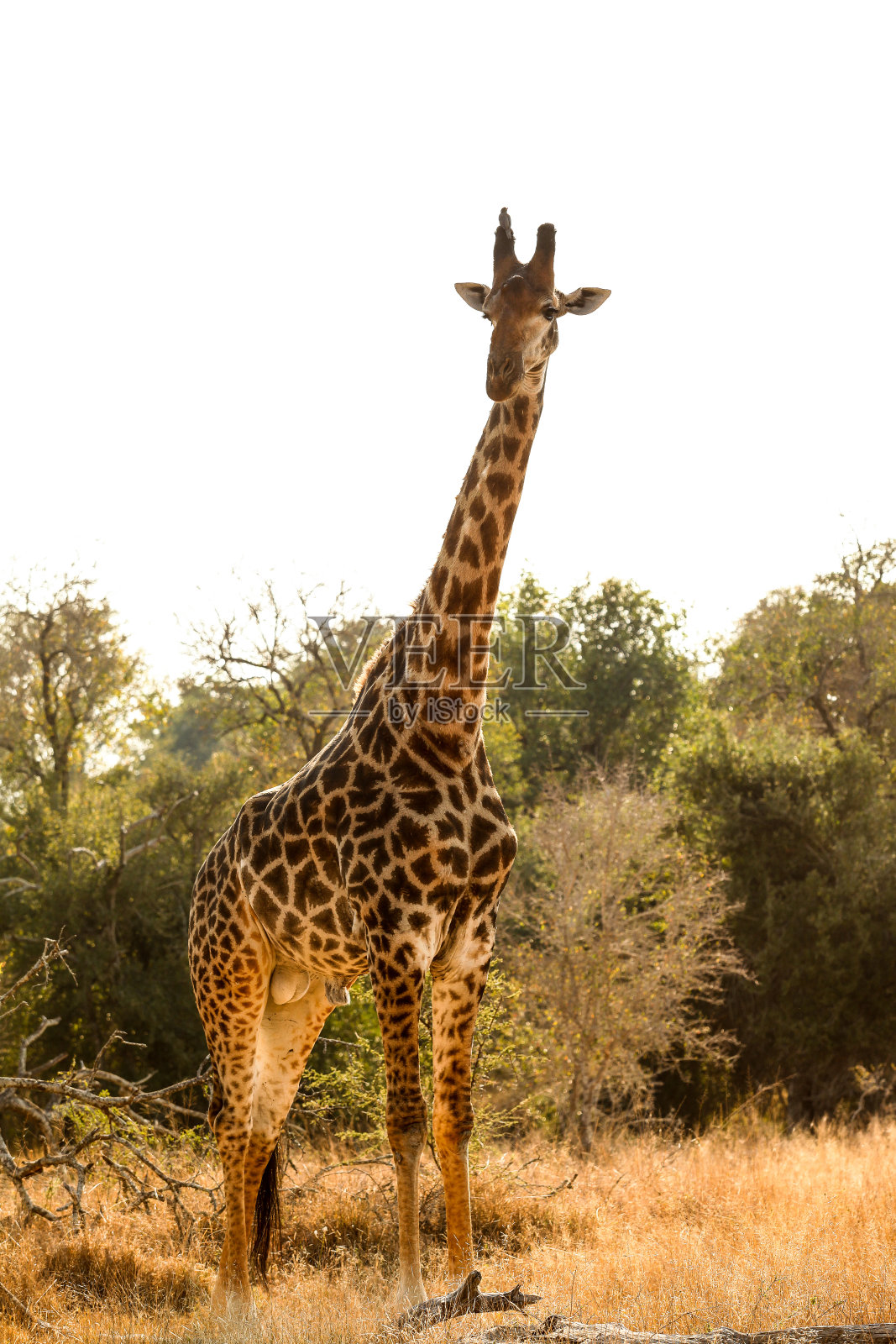 南非野生动物保护区的非洲长颈鹿照片摄影图片