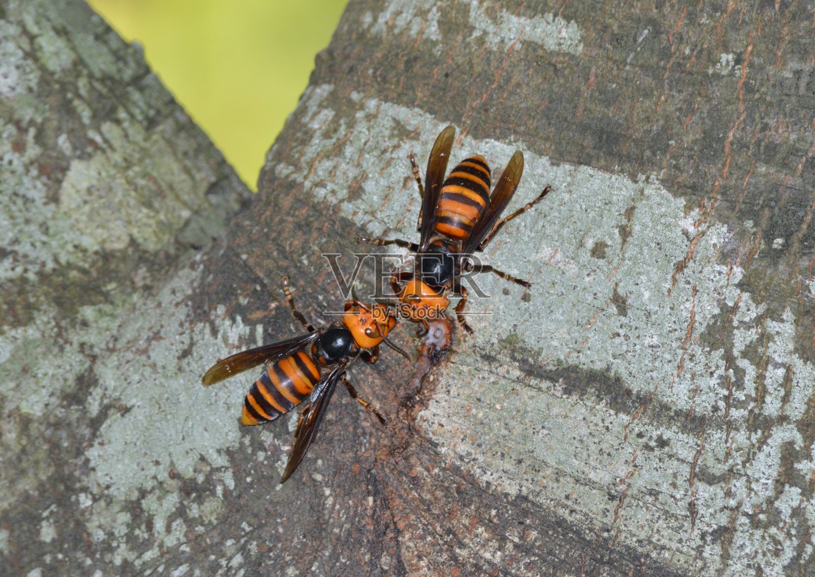 在树液中成群的黄蜂照片摄影图片