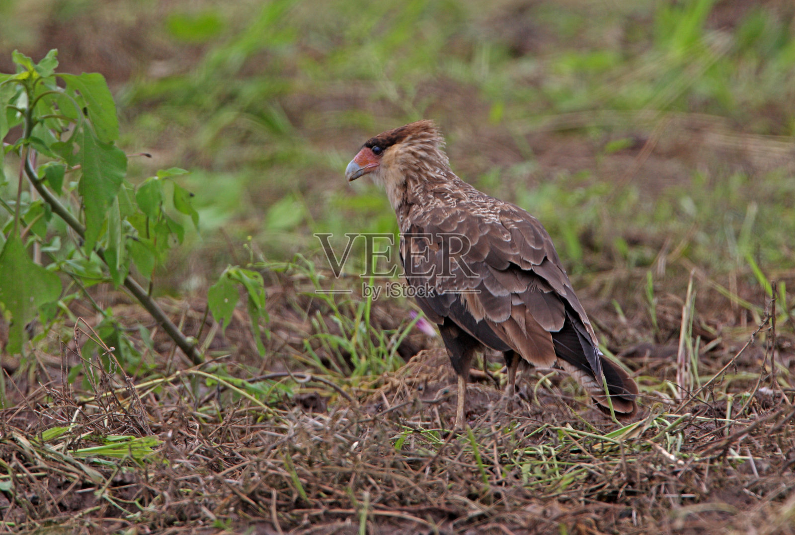 南冠腿照片摄影图片