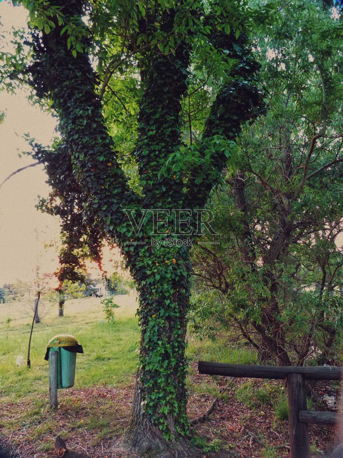 树森林照片摄影图片