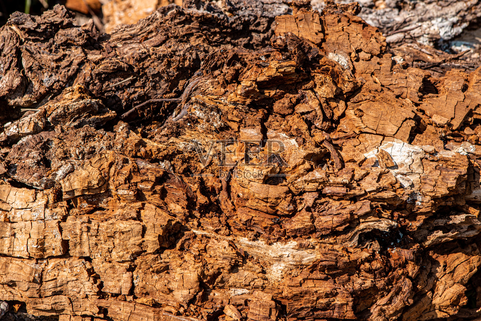 一棵腐烂的老树已经开始腐烂和腐烂的特写镜头。照片摄影图片
