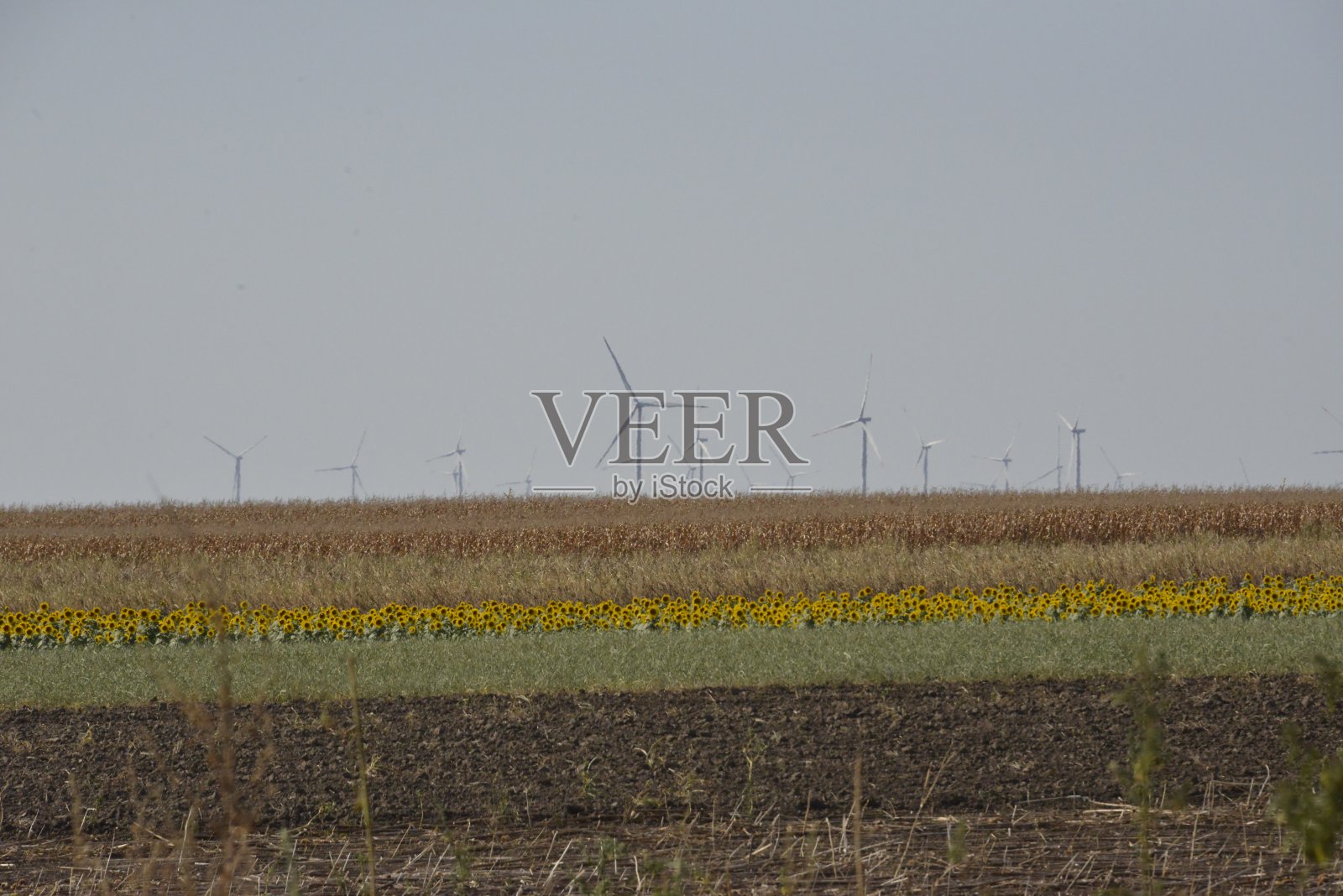 被向日葵田包围的风电场照片摄影图片