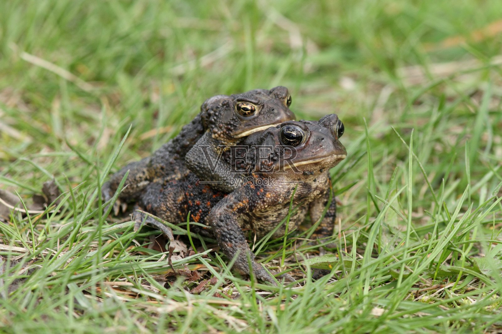 美洲蟾蜍的交配照片摄影图片