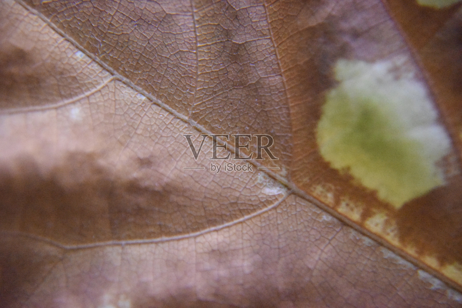 选择性聚焦在掉落的牛油果叶子上的干斑，照相馆拍摄照片摄影图片