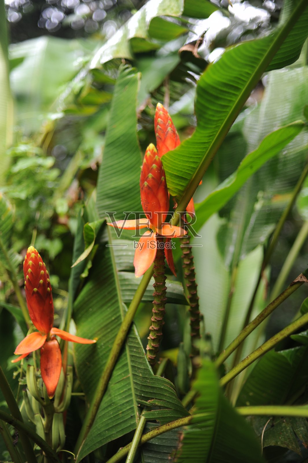 在婆罗洲岛的热带雨林野花盛开。照片摄影图片