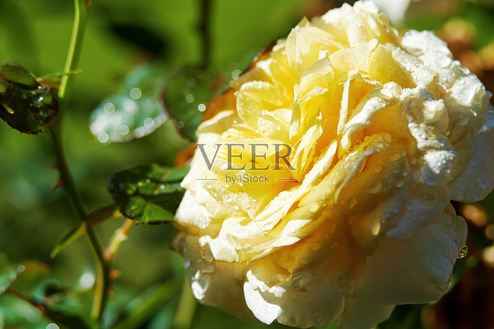 优雅的白玫瑰被晨露覆盖。花的背景纹理照片摄影图片