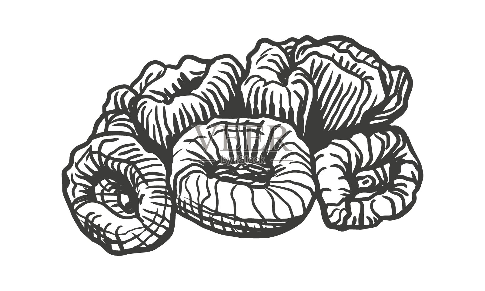 海藻、珊瑚插画图片素材