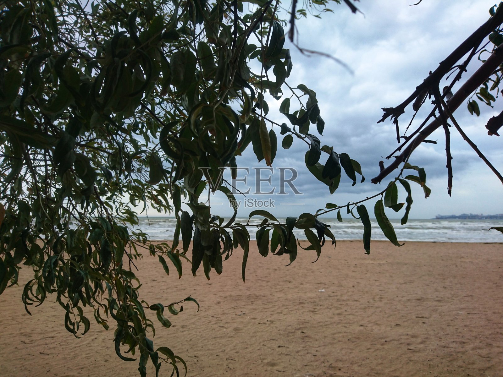 树枝映衬着黑海的背景。海滩,天空,自然。文本的地方照片摄影图片