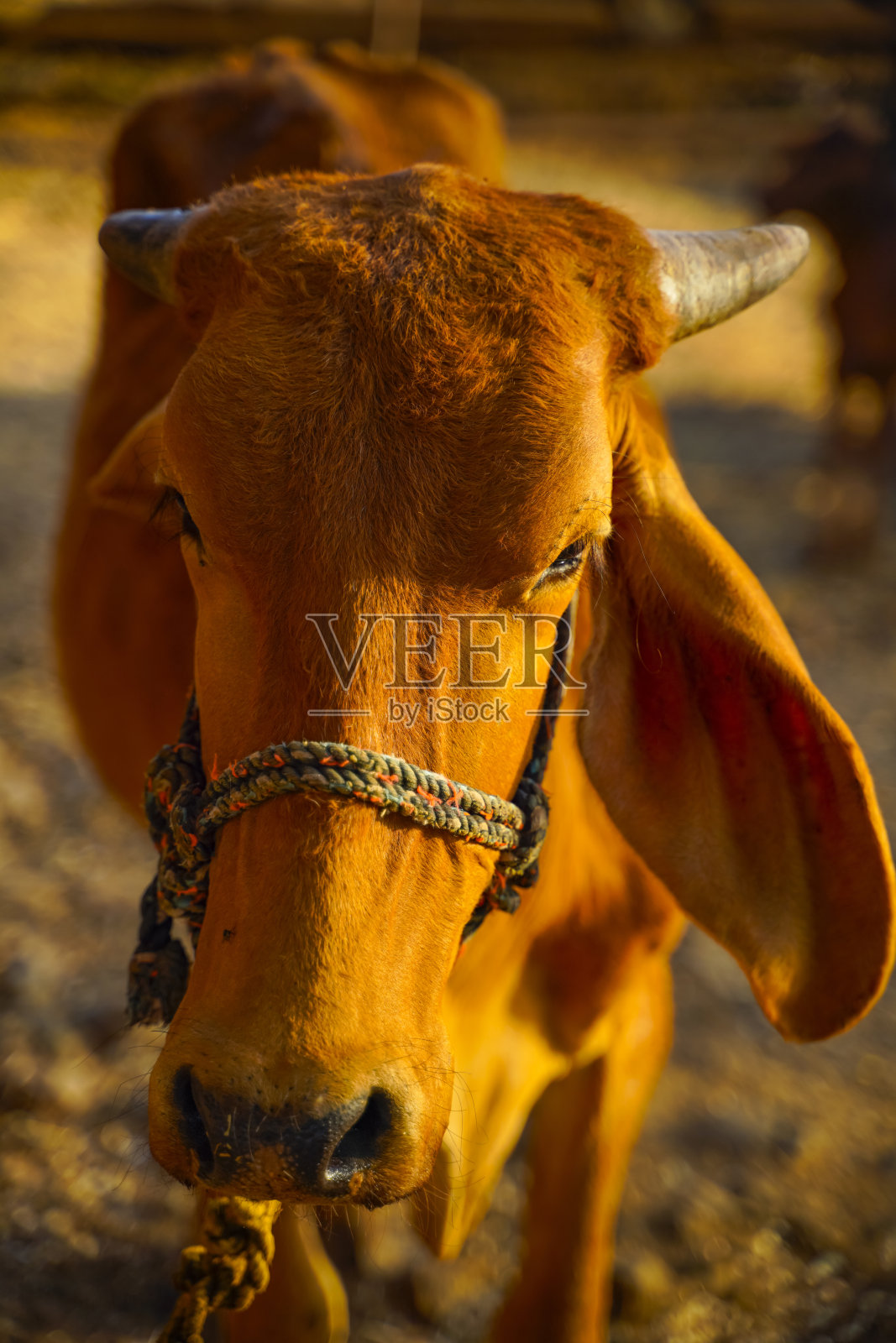 牛在农地，印度农村生活照片摄影图片