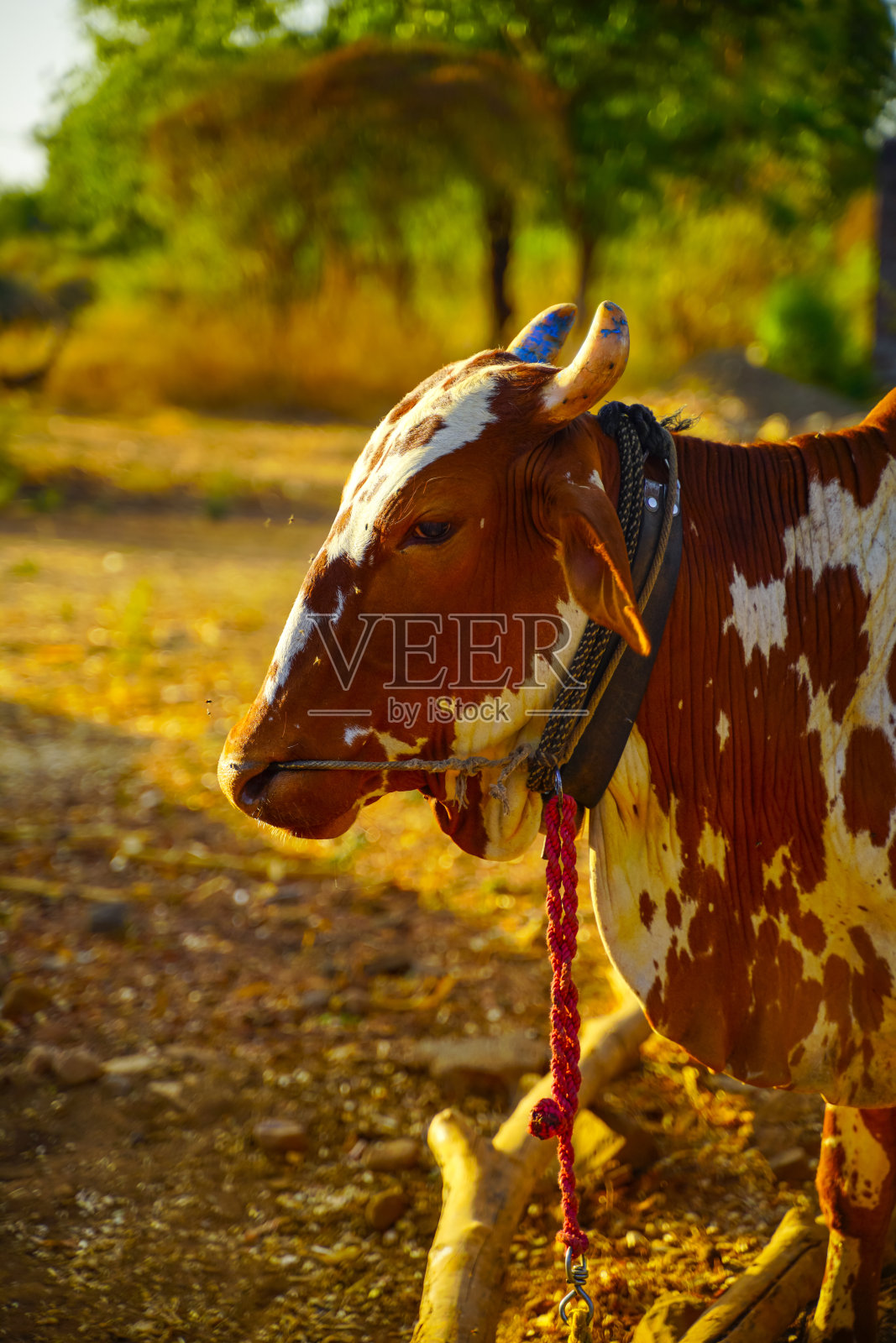 牛在农地，印度农村生活照片摄影图片