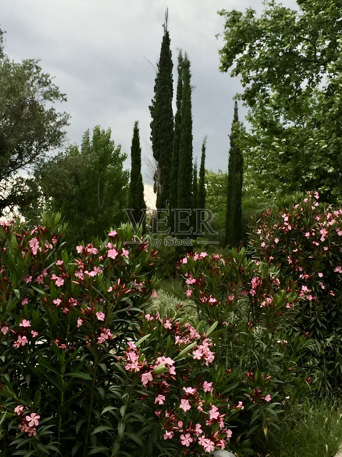 夹竹桃和柏树照片摄影图片