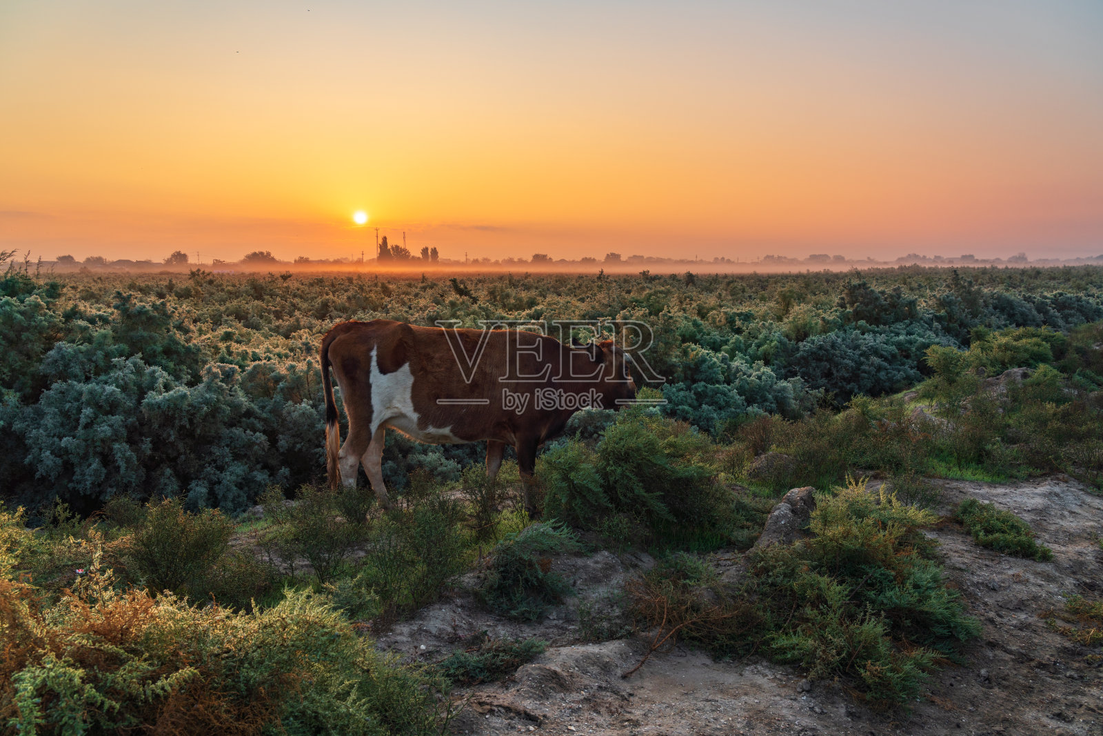 绿色田野上的红牛照片摄影图片