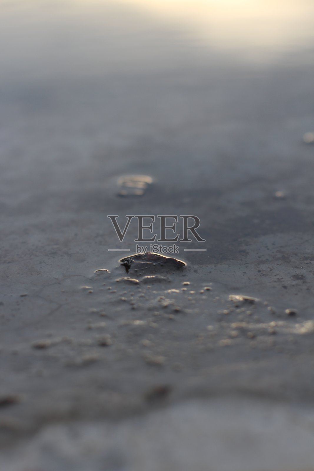 海滩上的树。照片摄影图片