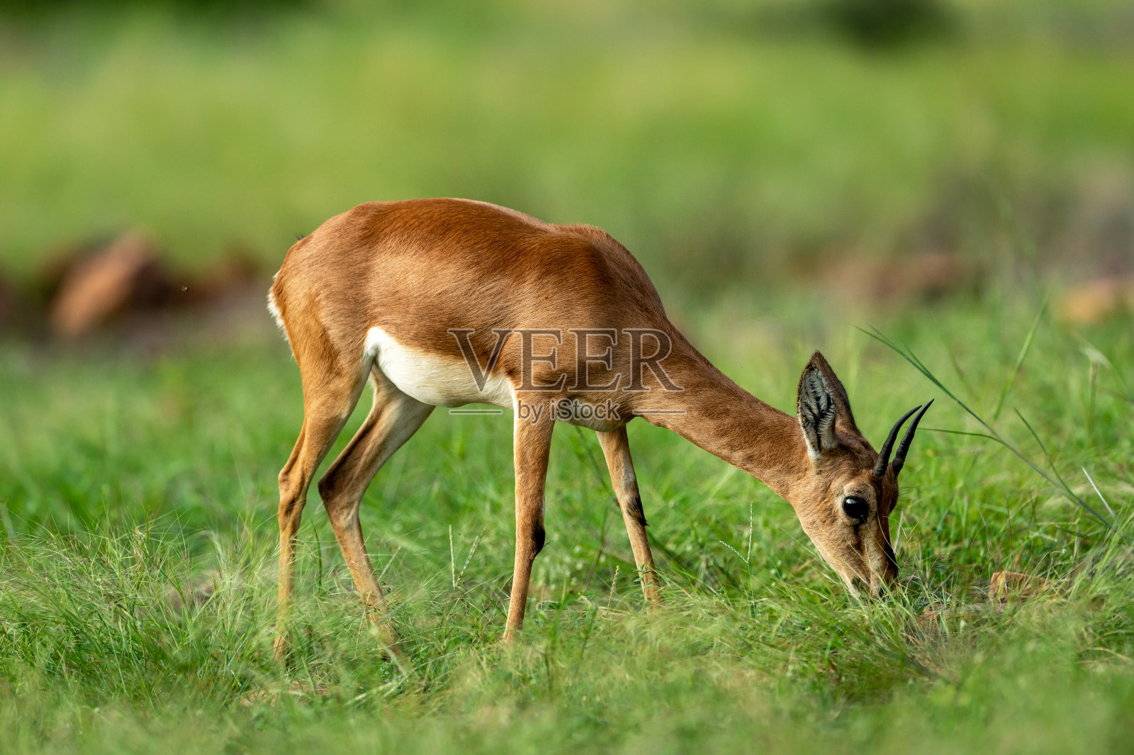 在印度拉贾斯坦邦sawai madhopur国家公园或老虎保护区的雨季狩猎期间，羚羊在天然的绿色草地上的特写照片摄影图片