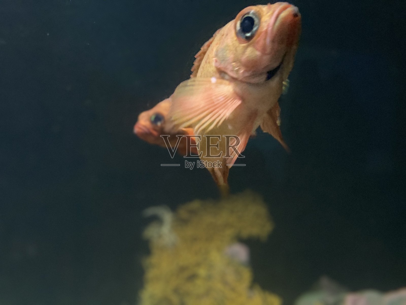 在挪威Ålesund水族馆拍摄的鱼照片摄影图片