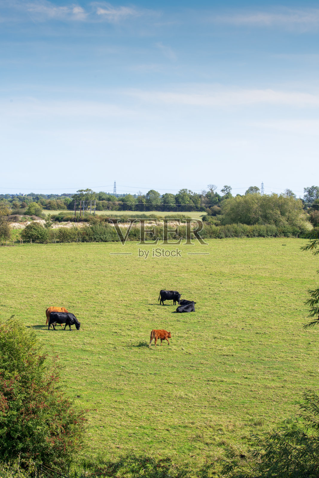 夏天六头牛在英国的田野里吃草照片摄影图片