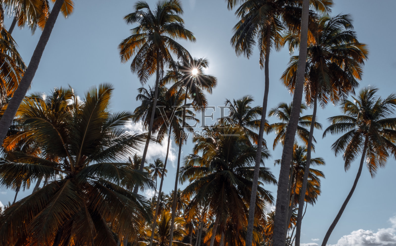 来自卡尼罗斯海滩的椰子树照片摄影图片