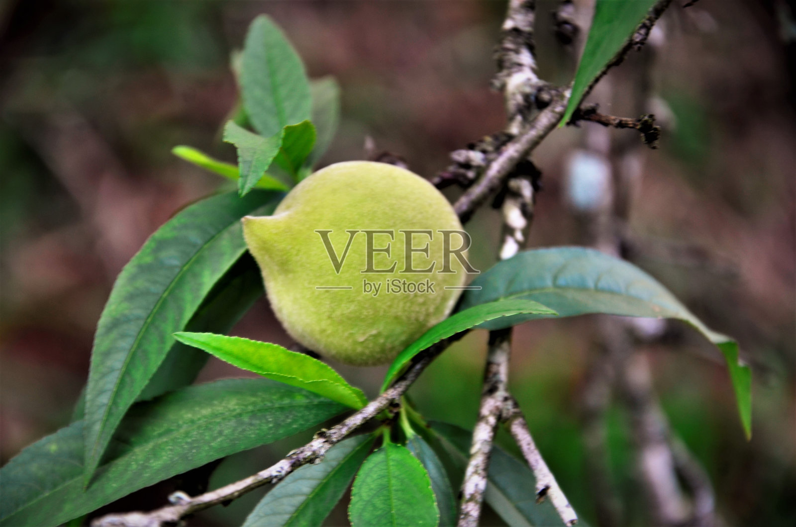 桃树的柔软的果实照片摄影图片