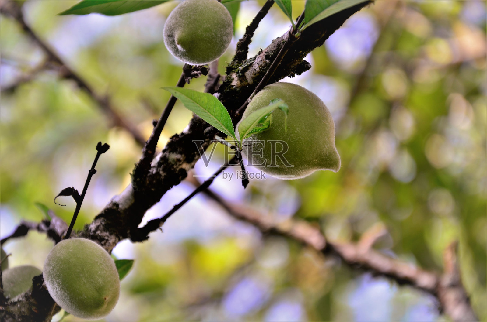 在后院生长的桃李照片摄影图片