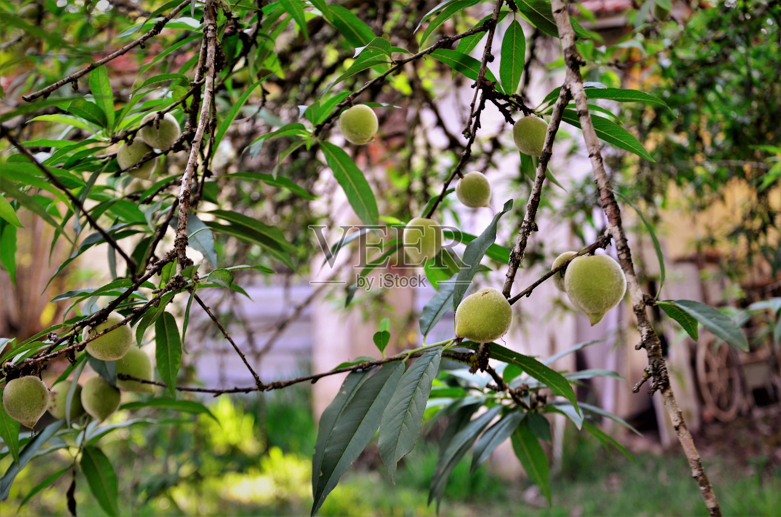 后院长着美丽的桃李果实照片摄影图片
