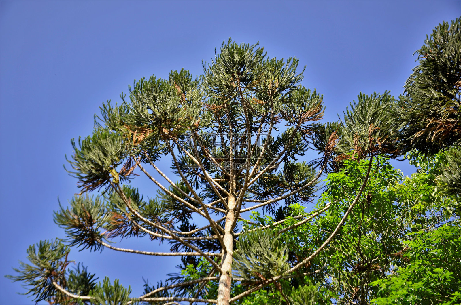 田间小叶南洋杉的叶子照片摄影图片