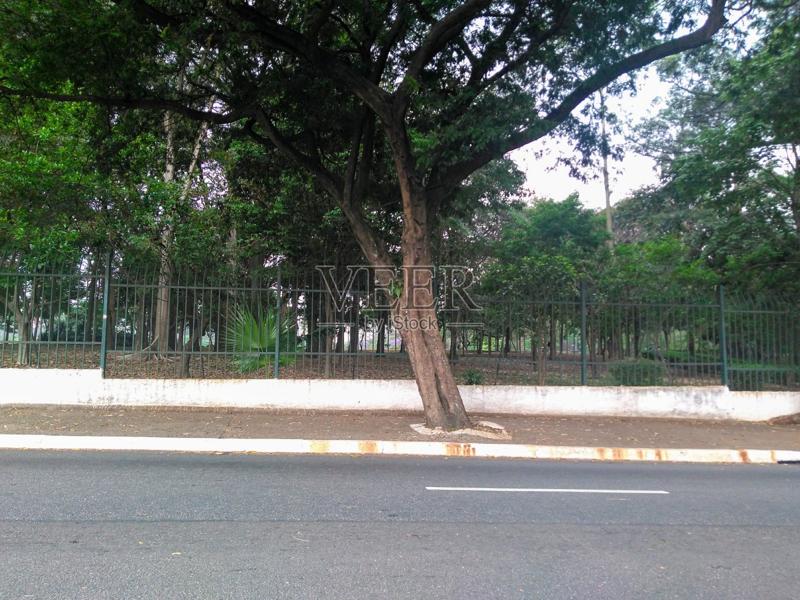 城市中的树照片摄影图片