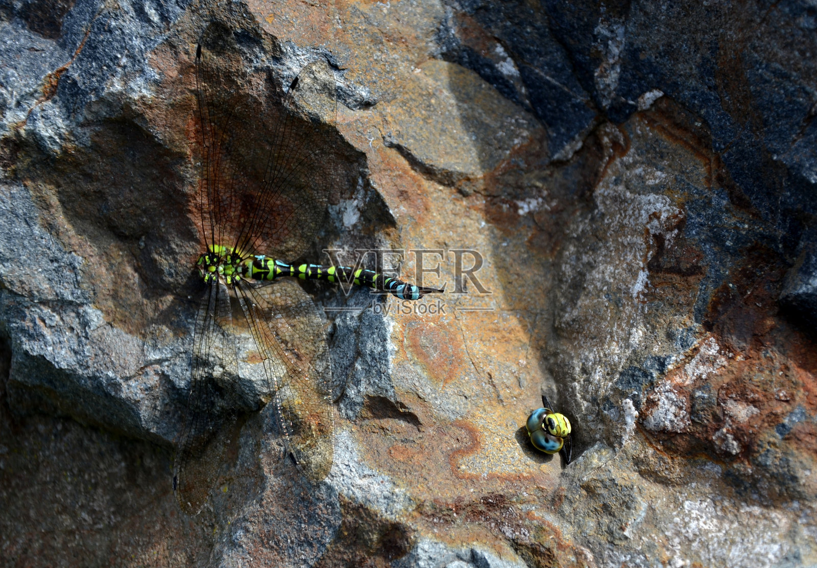 夏末，饥饿的大黄蜂会攻击蜻蜓，并常常击败它们。当大黄蜂咬了它的头，高兴地飞起来时，战斗往往以胜利而结束。无头的尸体躺在一块岩石上照片摄影图片