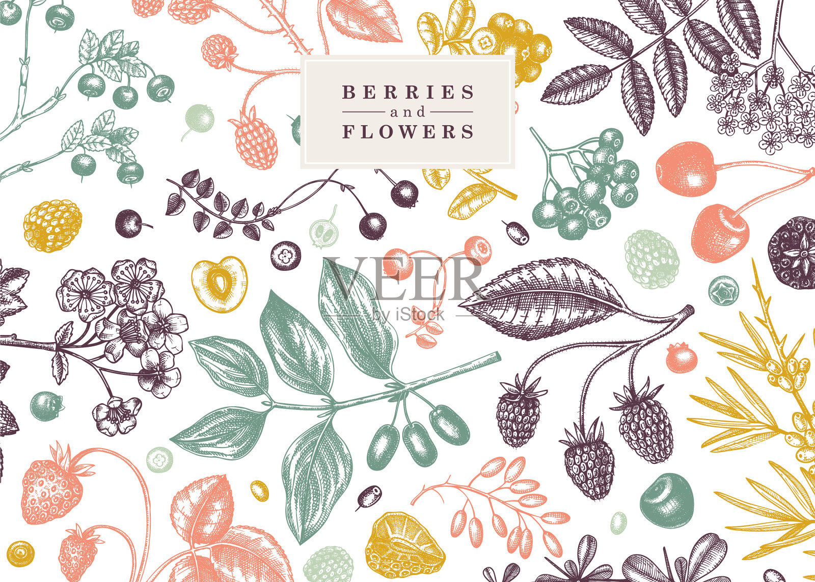 手绘浆果背景的颜色野生插画图片素材