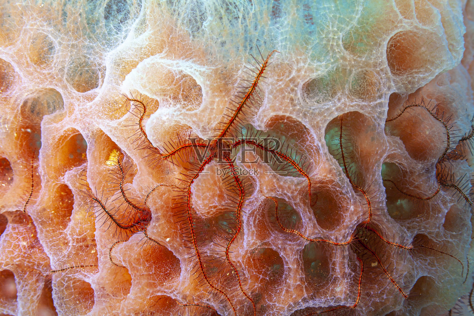 蓝色的花瓶海绵，照片摄影图片