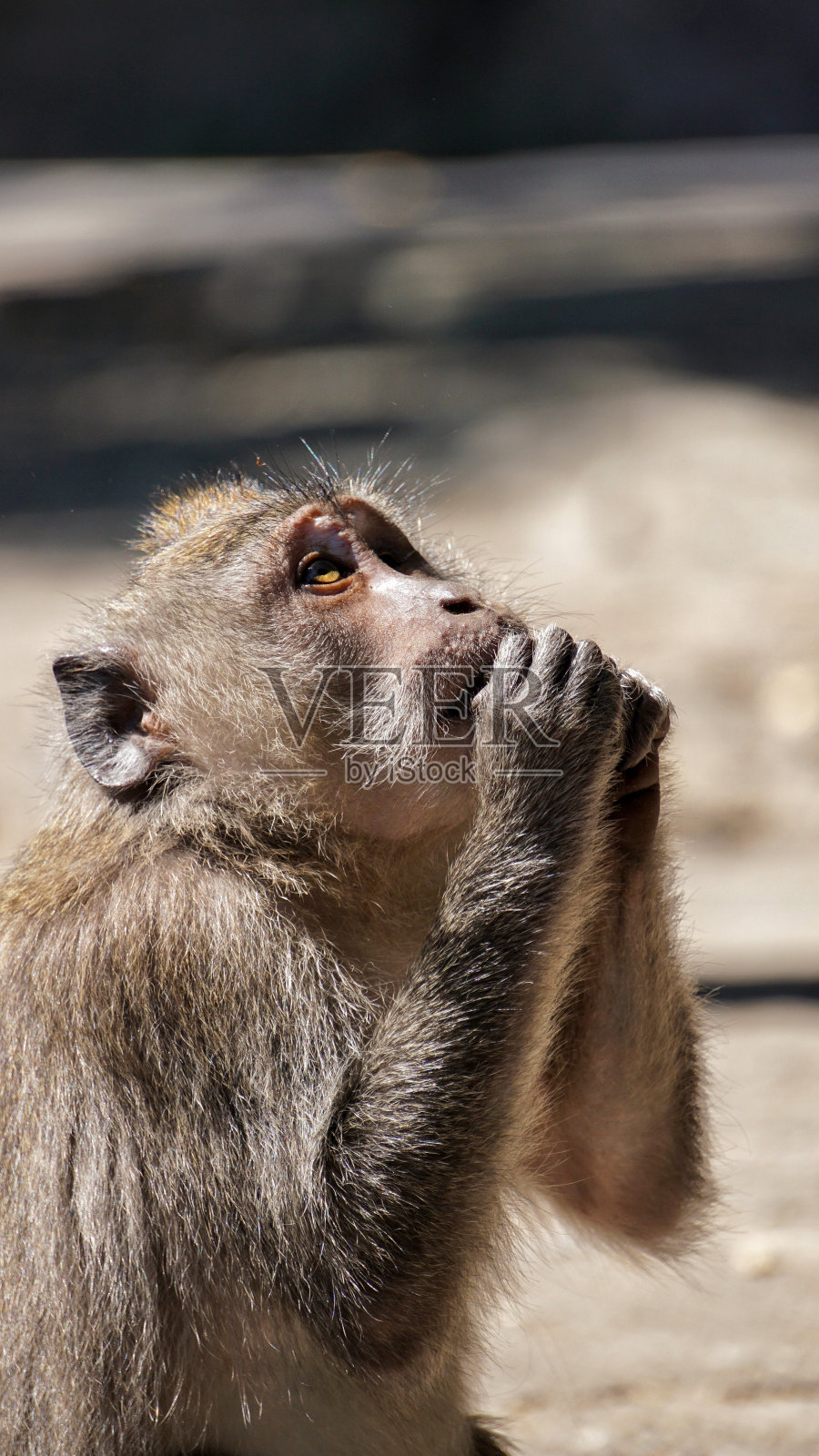 印度尼西亚猕猴从侧面看照片摄影图片