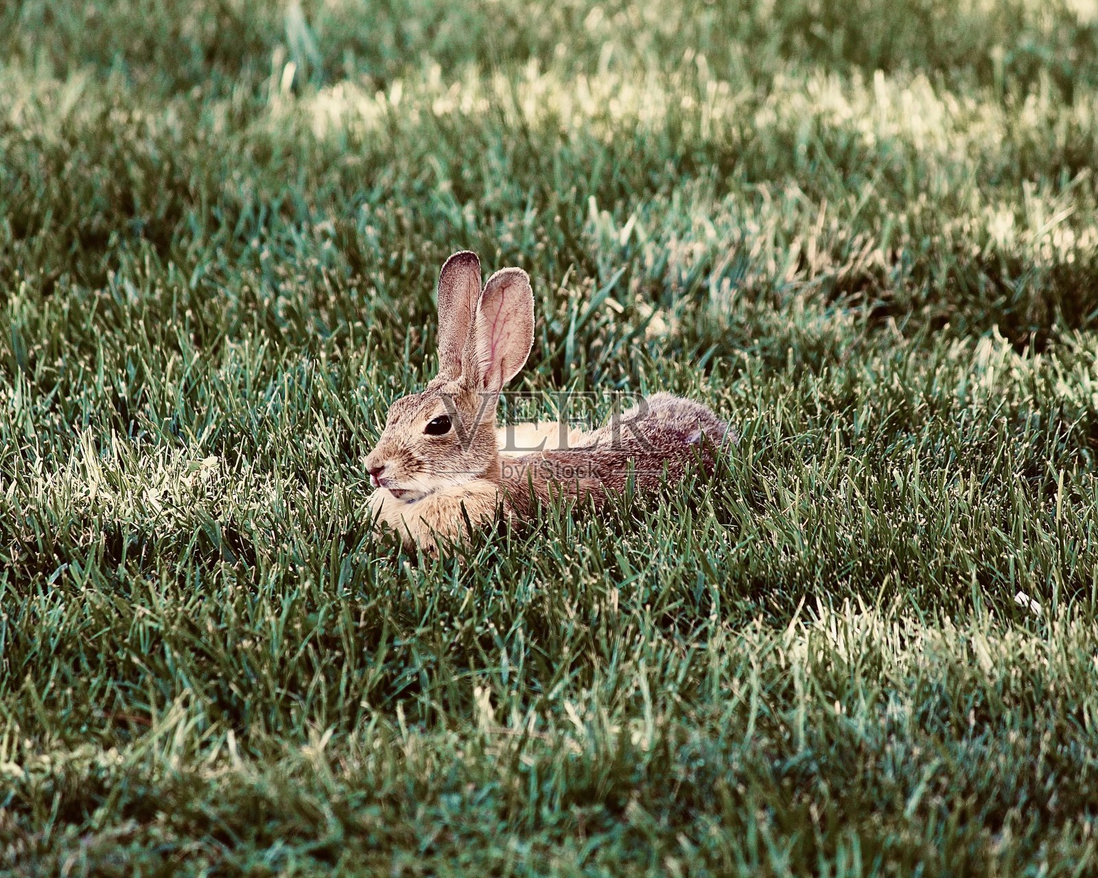 草丛中的兔子照片摄影图片