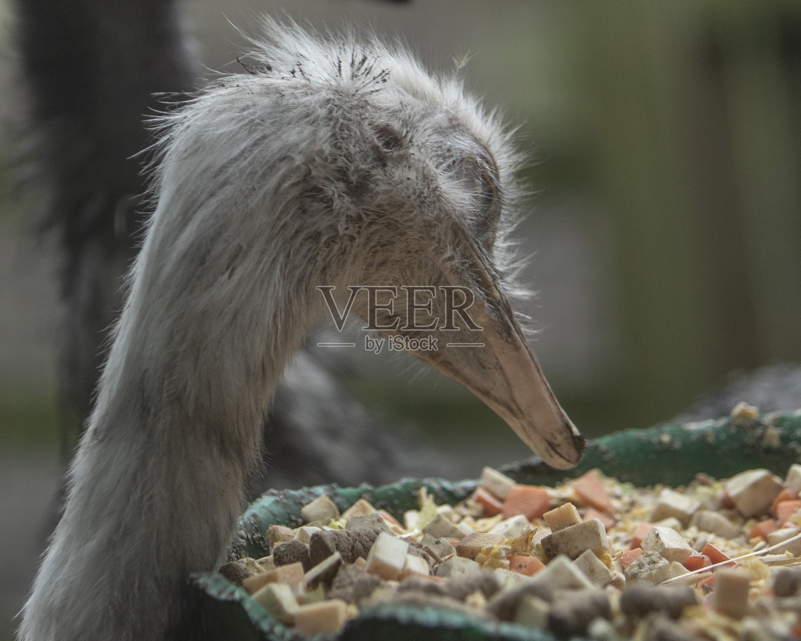 雌鸸鹋在吃晚餐。照片摄影图片