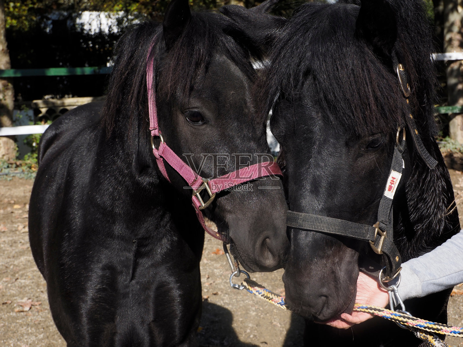 马Pottoka竞赛照片摄影图片