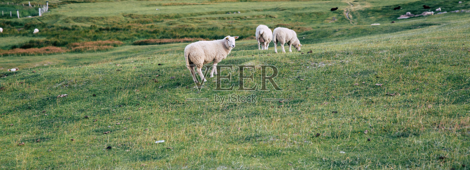 夏日里，挪威罗浮敦，一群小羊羔在草地上放牧照片摄影图片