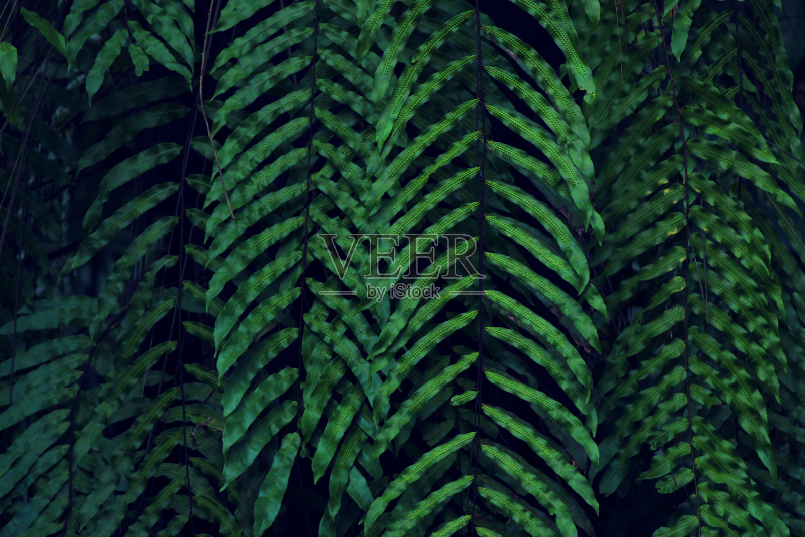 真正的热带树叶背景，丛林树叶照片摄影图片