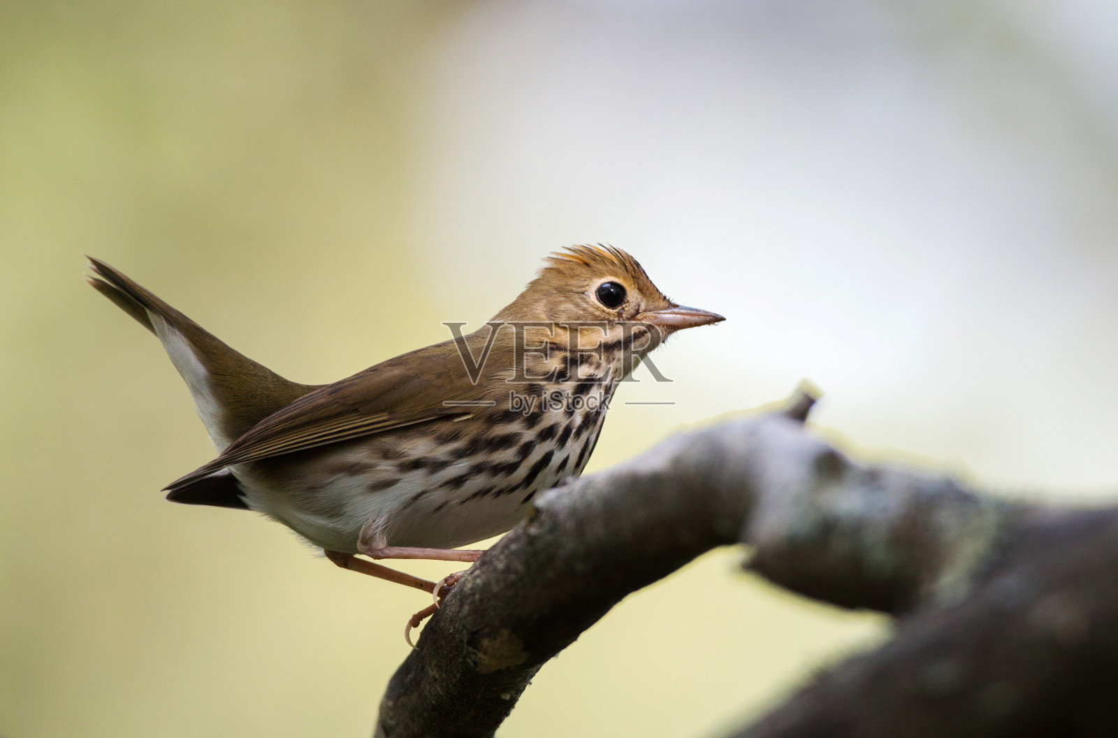 烤箱鸟， 塞鲁斯奥罗卡皮拉照片摄影图片