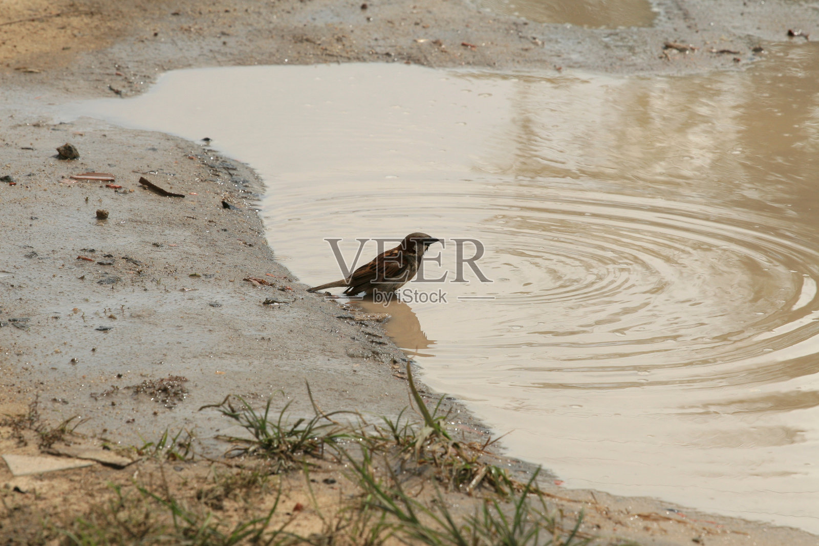 雨水水坑里的鸟照片摄影图片